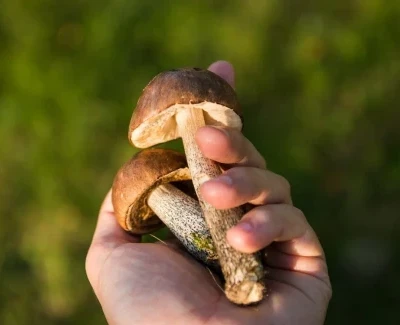 -COMPLET- Atelier de cueillette de champignons comestibles | Roger Larivière