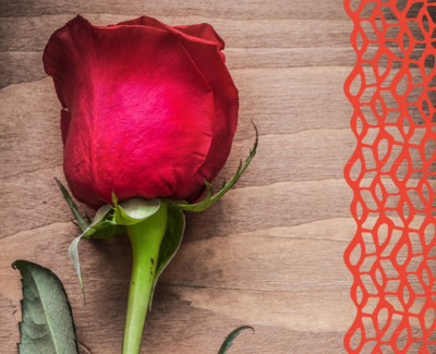 Un livre, une rose